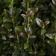 Holly, Ruby Colonnade #5